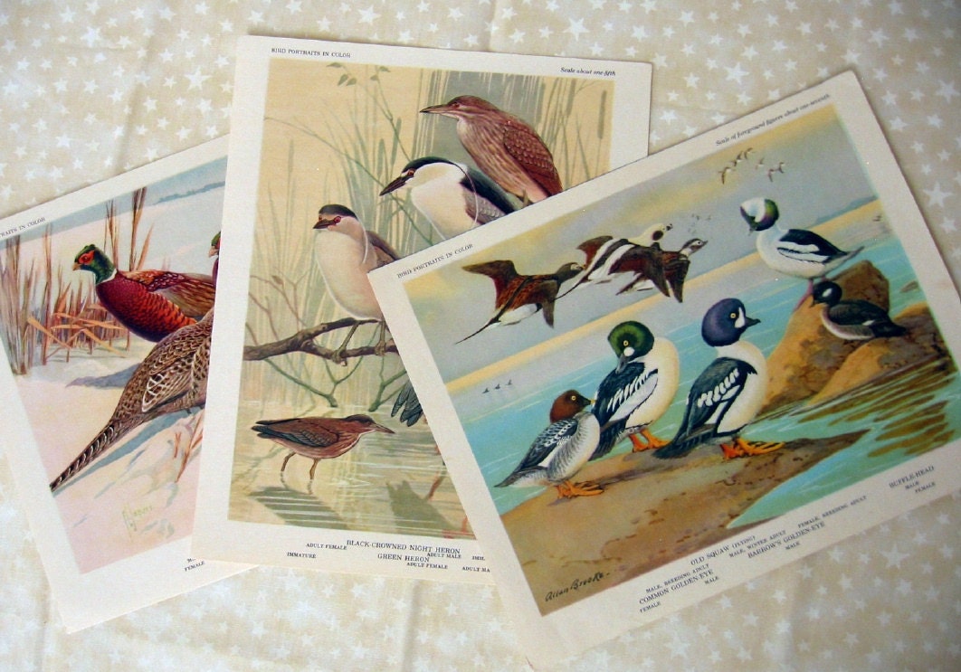 Vintage Bird Prints 3 Pieces