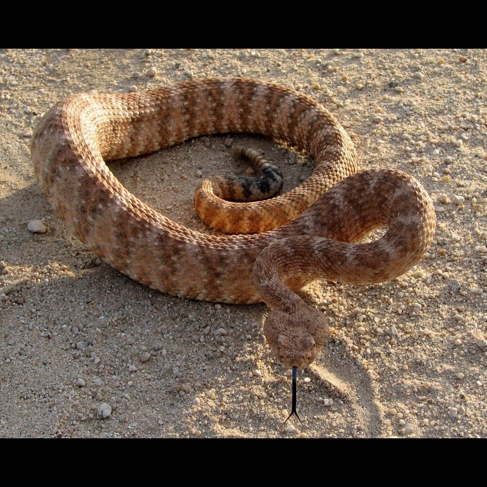 Wildlife photography Speckled Rattlesnake Crotalus mitchellii