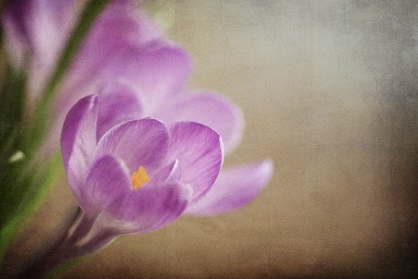 carmel crocus... dreamy vintage style fine art purple flowers with lavender amethyst and chocolate tones