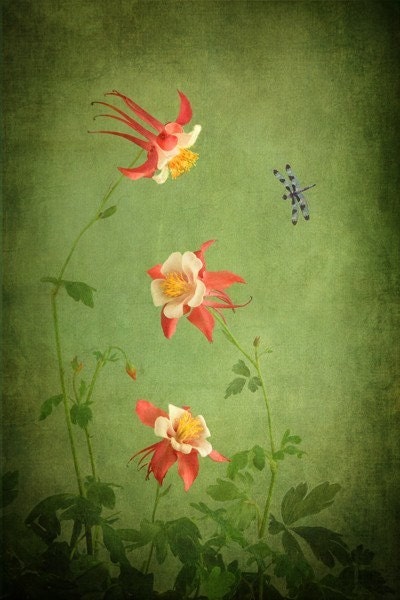 my secret garden... magical columbine and dragonfly fine art botanical photograph