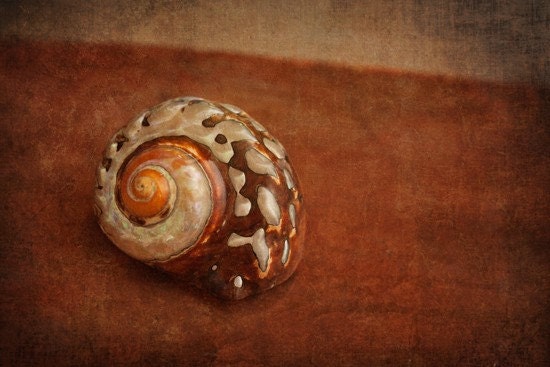 depths of the ocean... dark sea shell fine art ocean life beach photo