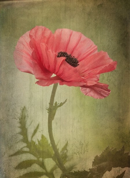 poppies from behind squared... golden flower garden photograph from leapinggazelle
