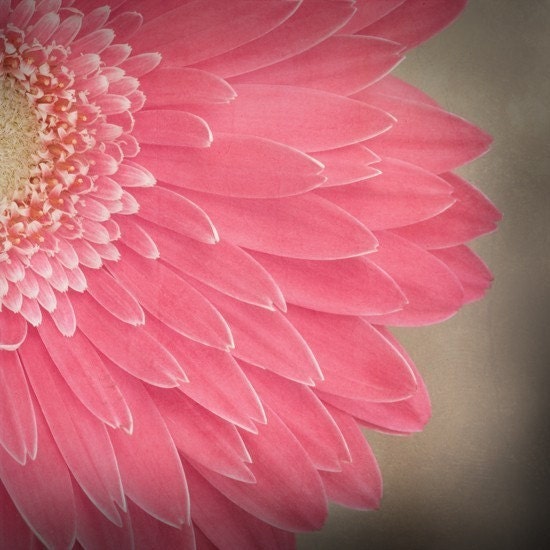 close to you... pink daisy garden style botanical fine art flower photo