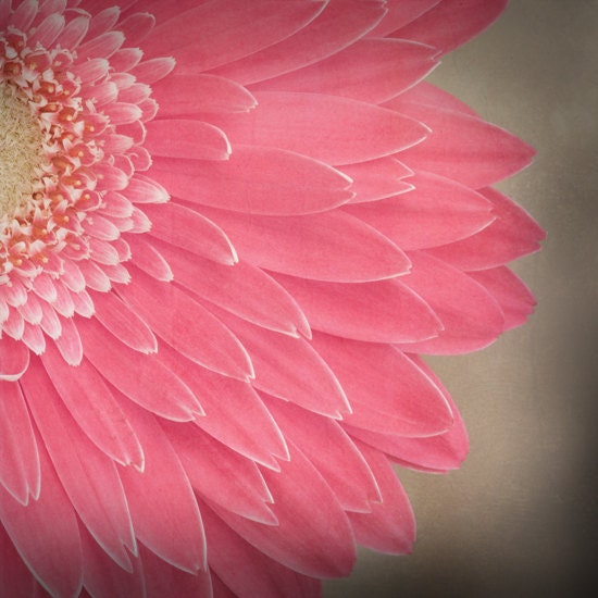 pink ranunculus... beautiful vintage botanical style flower garden photograph from Leaping Gazelle Studios