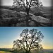 Fine art photography print Lonely tree green rustic woodland picture, rusteam, oht, tbteam