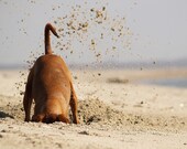 348 About covering a seal  - Photograph - 14x14 cm/ 5.5 x 5.5 inch