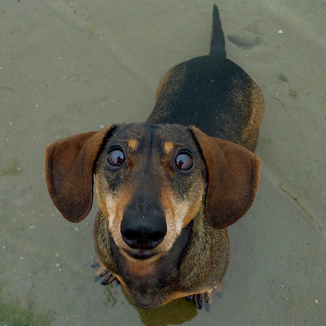 323 COOKOMATIC - signed and numbered photo of a dachshound that gets no cookie (yet) 14 x 14 cm / 5.5 x 5.5 inch issue