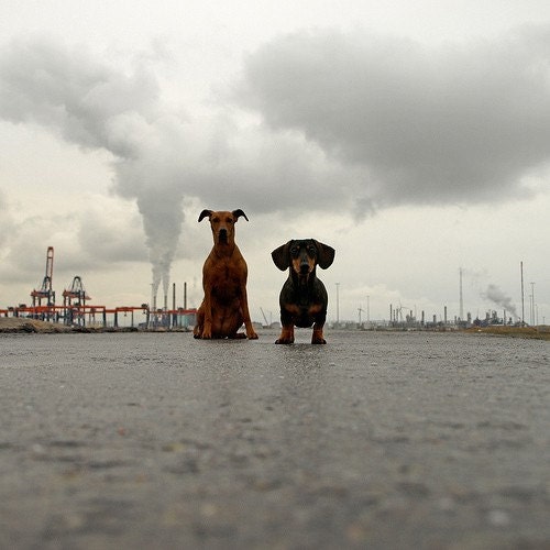 312 MITTWOCHDOGS - photograph - signed and numbered 14 x 14 cm / 5.5 x 5.5 inch ISSUE 20 EX.
