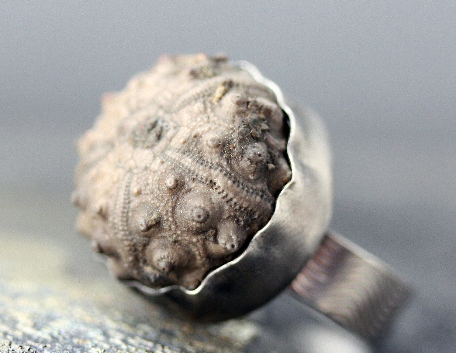 Sea Urchin Fossil in Oxidized Sterling Silver Ring