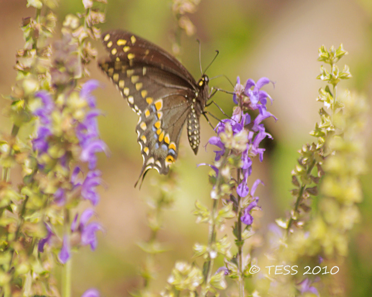 Summer Butterfly Photo 2  - 8 x 10 Photography - Spring - Matted and Ready for Framing - Nature - PhotographybyTess