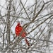 Winter Cardinal Photo - Snowy -  8 x 10 Matted Photo - Christmas Photography