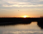 Marsh View