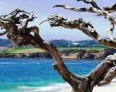 Carmel by the Sea-California Beach-Carmel Beachfront-Tree on the Beach-Fine Art Photography-8X10