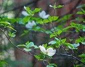 Yosemite Dogwood Tree- White Dogwood Flower-Fine Art Photography-Wall Art Home Decor-20X30 Gallery Wrap Canvas Giclee
