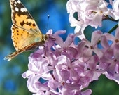Butterfly on Lavender Lilac-Fine Art photography-Wall Art-Home decor-Nature Photography-20X16 Gallery Wrap Canvas Giclee