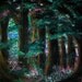 Spring Forest at Night print 8 x 10