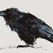 CROW NO 14, Limited Edition A5 Fine Art Glicee Print of my original illustration