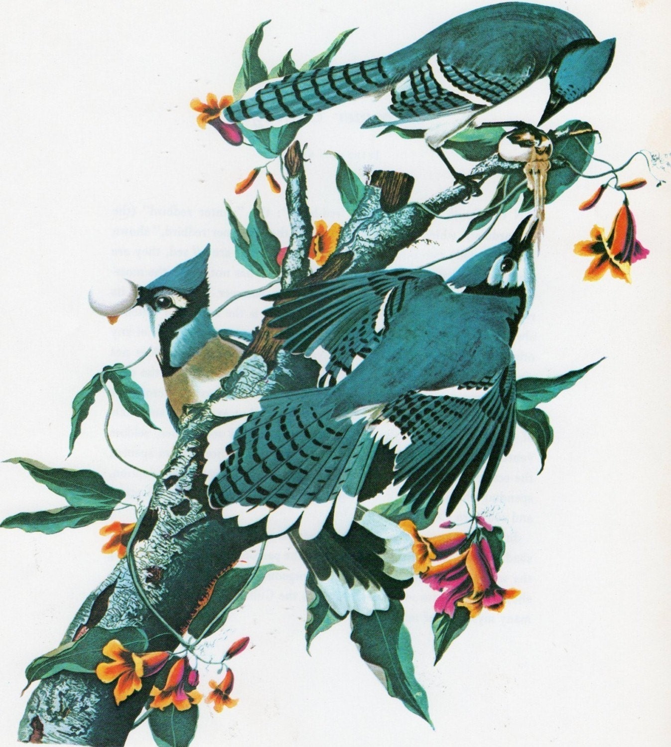 Audubon Bird Book Plate  Print    Blue Jay  Almost Electric Blue  Lovely with Orange Trumpet Flowers
