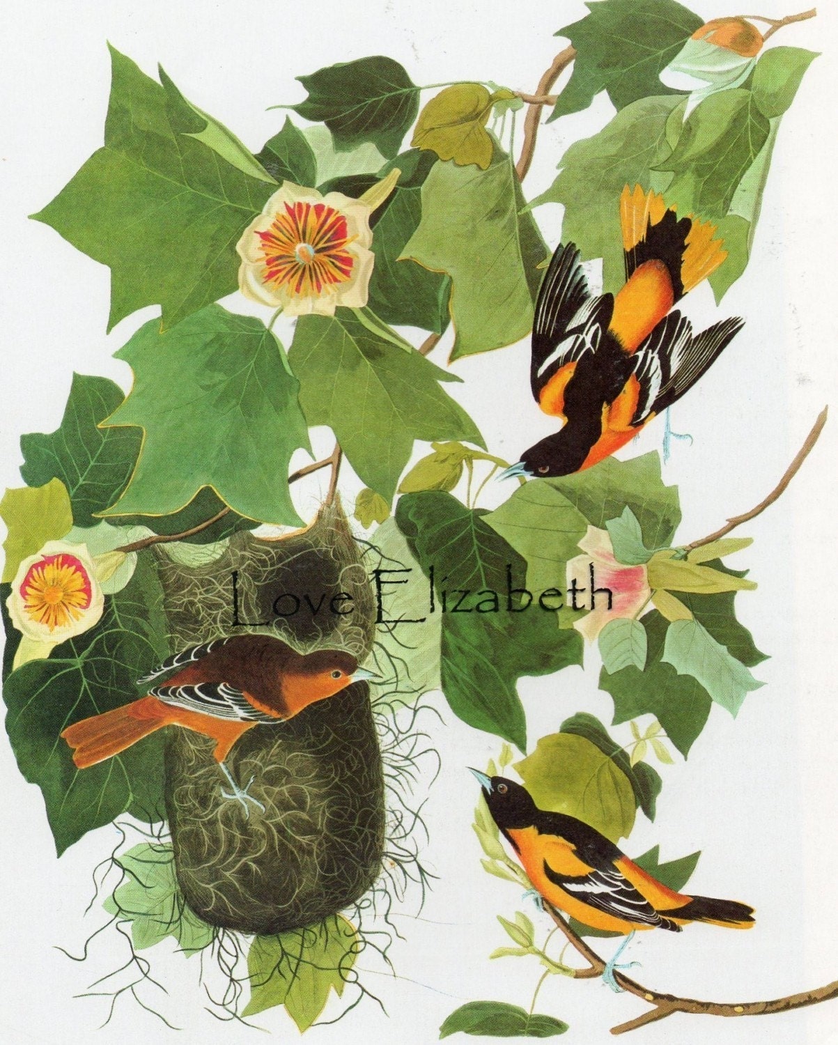 VIIntage Audubon Northern   Or Baltimore  Oriiole  Quite Beautiful