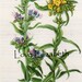 Botanical Wildflower VIPERS BUGLOSS and PUCCOON Book Plate Print 165 1954   Got that Hollywood Glam Look To It