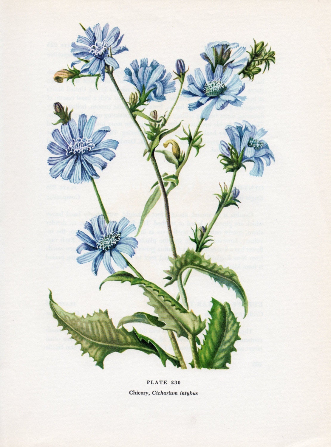 Chicory Botanical Illustration Cira 1951 by LoveElizabeth