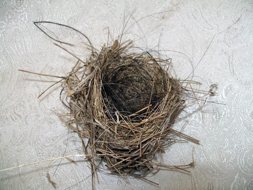 Real Bird's Nest made from Horse Hair and woven by Holliezhobbiez