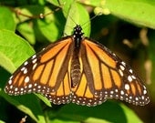 Monarch Butterfly Photo 5x7 inch Glossy Photograph