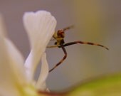 8x10 Spider Photo - Elegant Spider Glossy 8x10 inch print of a beautiful spider