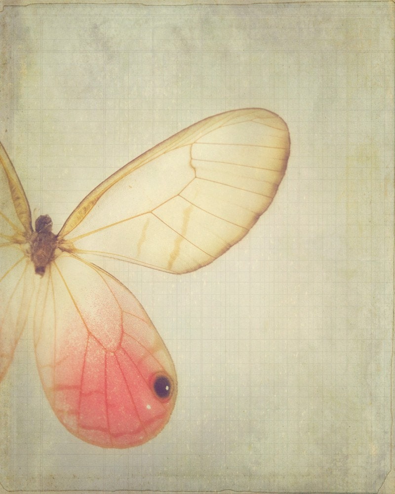 Wings - 8 x 10 Fine Art Photograph - dreamy pink vintage style butterfly home decor print - jessicatorres