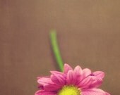 Pink - 5 x 7 Fine Art Photograph - pink green flower floral brown simple shabby chic romantic girlie feminine spring summer home decor print