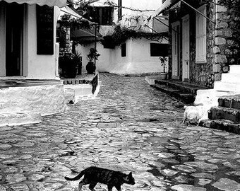 Cat Black and White Art Print