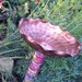 Recycled Upcycled Birdbath Birdfeeder Copper Pink Blue Garden Stake Outdoor Summer