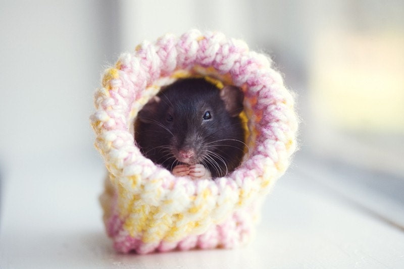 small rat hamster gerbil bed