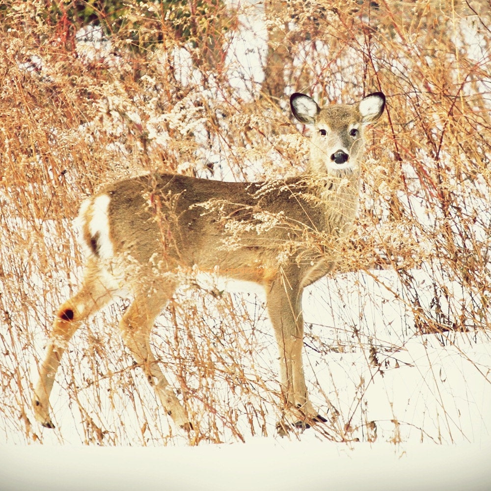 Oh my dear - deer autumn decor my dear my deer love Farm Nature autumn winter decoration nursery  color photography