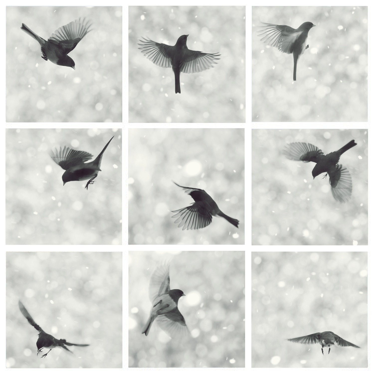 Set of 9 Junco in flight - Dark eyed Junco flying in Snow Winter decoration first snow nursery art decor christmas nature photography