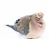 Snowflakes on Mourning Dove - REAL SNOWFLAKES On her white snow snowy white christmas gift idea Nature beauty winter color photography