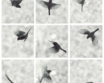 Set of 9 Junco in flight - Dark eyed Junco flying in Snow Winter decoration first snow nursery art decor christmas nature photography