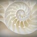 Ocean Dreaming - Nautilus Shell Beach treasury Ocean is calling Beach bum Beach house decor Summer Fine Art Print 16x20 - Limited 4/50
