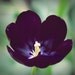 Queen of the night - black tulip Purple tulip spring tulip purple flower queen Valentine day gift color photography wall art deco