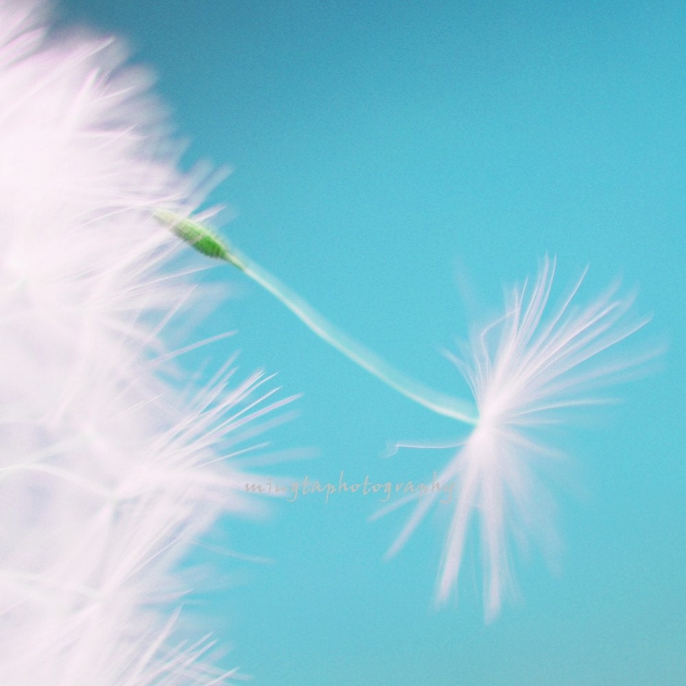 Dandelion Seeds Blowing