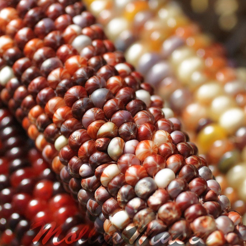 Indian Corn  photography Kitchen decor  Food photograph abstract red yellow brown Thanksgiving Autumn fall decor