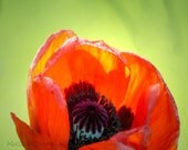 Poppy Photograph, Botanical Print, Nature Photography,Flower Art,  bright orange red with lime green 8x10  neon