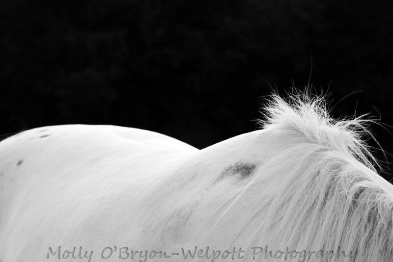 Minimalist art print, White Horse,  Photograph, Fine Art photography Print 5x7 Abstract black and white - MollysMuses