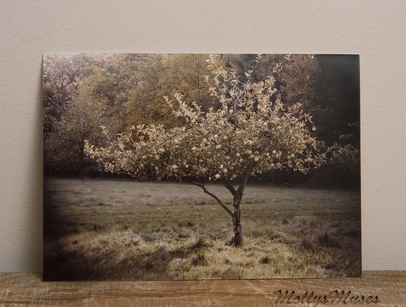 Apple Tree photograph in Orchard  Fine Art Photography Vintage Style Print