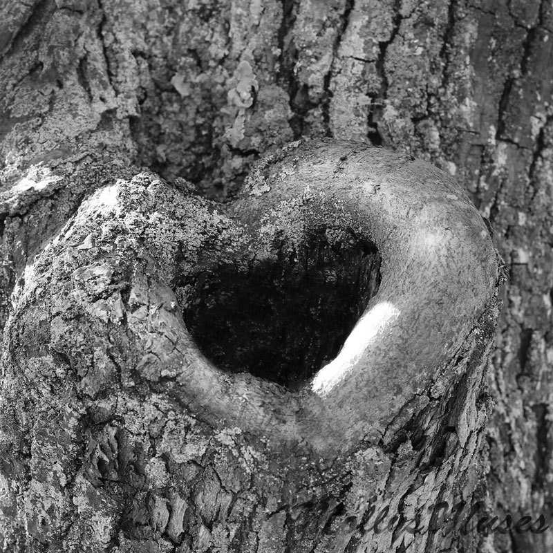 Heart Photography tree black and white love romantic abstract art print Natural heart 3 wedding gift Engagement present