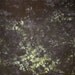 Hand Dyed Fabric - Salvador - One Yard
