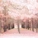Nature Photos, Dreamy Pink Surreal Nature Photo, Pale Pink Woodlands Trees, Fantasy Art - Fine Art Photograph 5" x 7"
