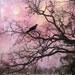 Nature Photography, Surreal Trees, Ravens, Gothic, Purple, Pink, Haunting Fantasy Trees, Crows, Fine Art Photography 8" x 12"