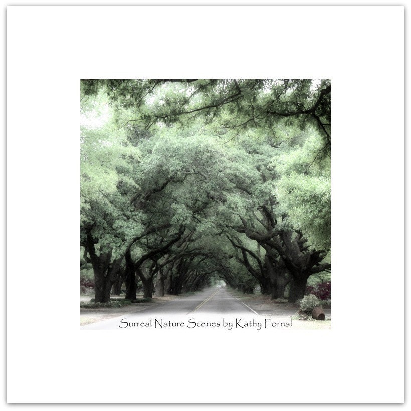 Nature Photography - Surreal Romantic Trees, Dreamy Trees Nature, Charleston Trees, Fine Art Photograph 8" x 8"