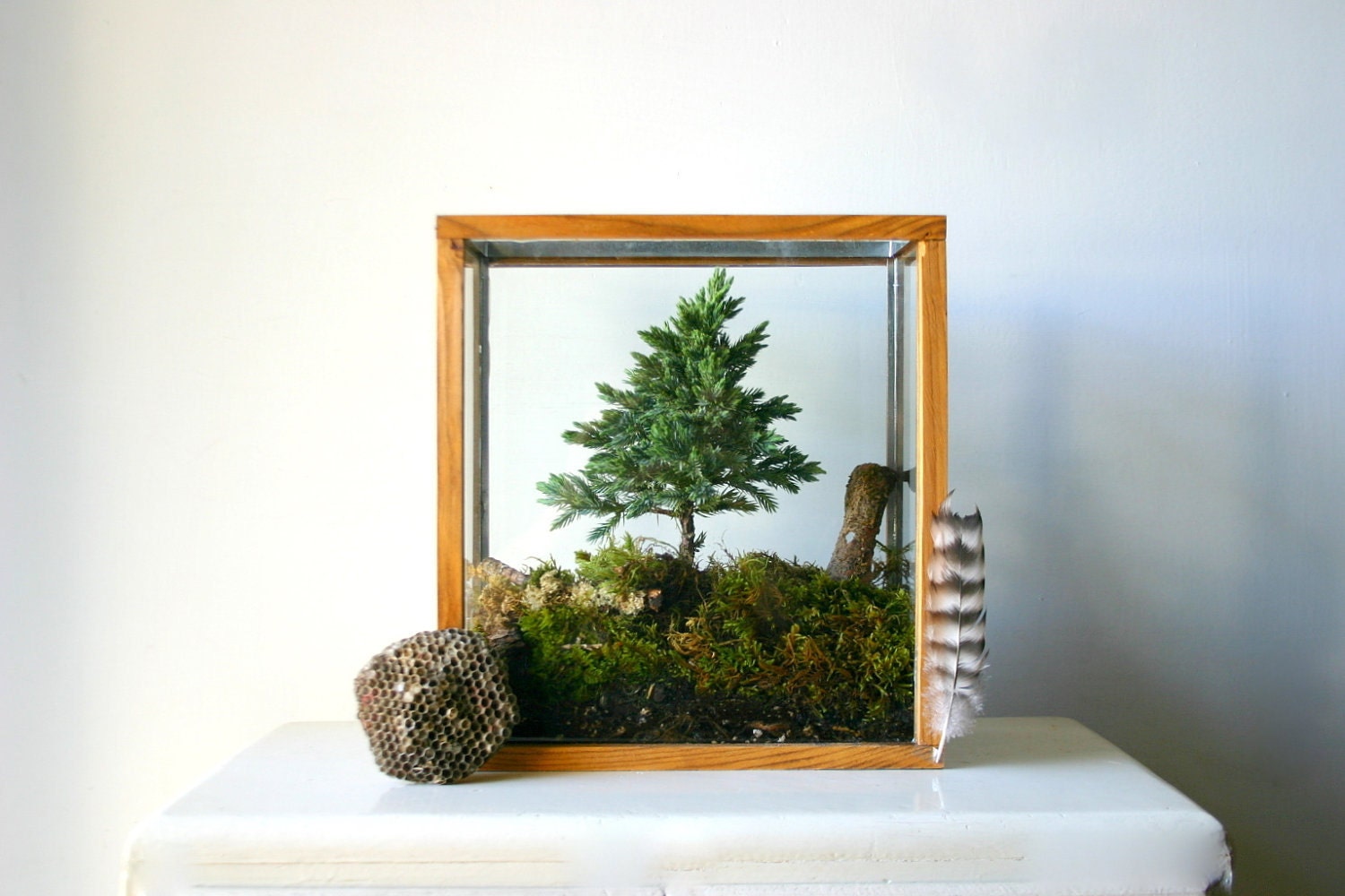 Miniature Forest Plant Kit For Terrarium